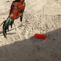 ۲میلیون قیمت حراج|پرنده|نیک شهر, |دیوار