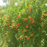 باغ انار جنت شهر|فروش خانه و ویلا|جنت, |دیوار