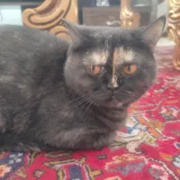 گربه اصیل بریتیش