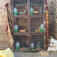 جفتگاه فروشی