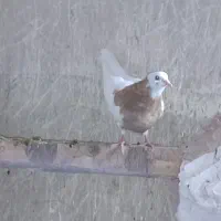 ۱۵۰۰۰۰۰۰|پرنده|میان جلگه, |دیوار