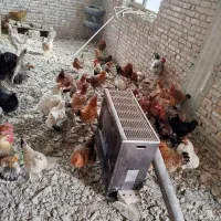 فروش تعدادی مرغ محلی ولاری به قیمت مناسب