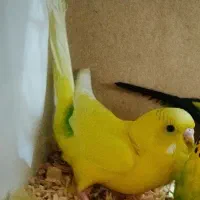 مرغ عشق