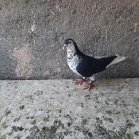 کبوتر چپ افشون ودم سیاه وقره دم سفید تهرونی