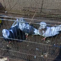 ۱۶ عدد کبوتر پرشی|پرنده|لشت نشا, |دیوار