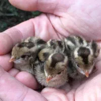 پیش فروش جوجه بلدرچین برای ۵روز دیگه.