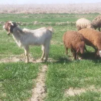 بره هترو|حیوانات مزرعه|نیشابور, فردوسی جنوبی|دیوار