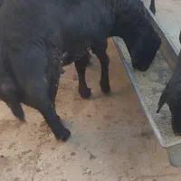 بره نر قره قزل