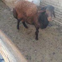 بره نر و بوزقاله پروار