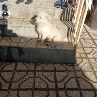 سگ فروشی|سگ|نیشابور, رحمت آباد|دیوار