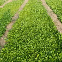 پوزه برگ زرد