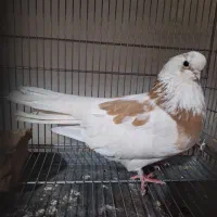 فروش کبوتر ماده قنار مسته مست آماده جفت جون|پرنده|مسجد سلیمان, |دیوار