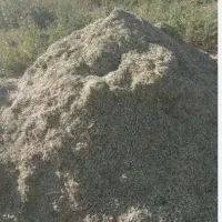 کاه لوبیا سفید نرم درجه یک