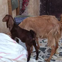 بزمری زاییده با کهره نر