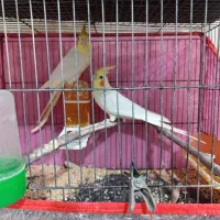 جفت عروس هلندی