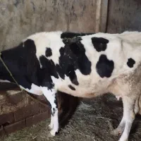 گاو|حیوانات مزرعه|ورزقان, |دیوار