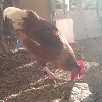 یک عدد خروس محلی یک عدد خروس لاری و دو مرغ لاری|پرنده|قوچان, |دیوار