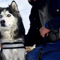 واگذاری رایگان هاسکی|سگ|کرمانشاه, |دیوار