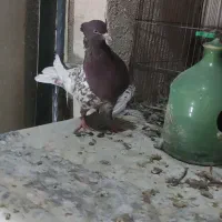 جفت کله و سینه کبوتر|پرنده|شیراز, شریفآباد|دیوار