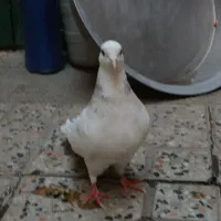 کبوتر طوق|پرنده|مریوان, |دیوار