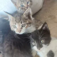 بچه گربه بازیگوش
