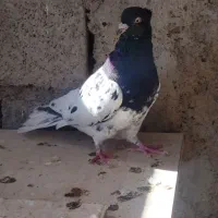 حمیدیه|پرنده|حمیدیه, |دیوار