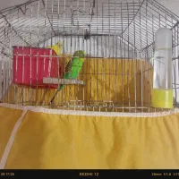 یک جفت مرغ عشق همراه با یک نر