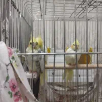4عدد عروس هلندی