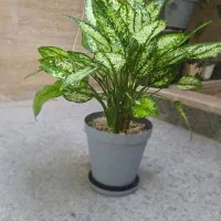 فروش چند گلدان طبیعی و سالم|گل و گیاه طبیعی|قم, باجک سه|دیوار