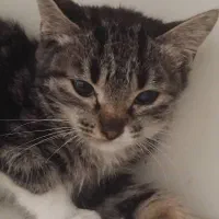 واگذاری فووری