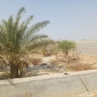 فروش باغچه ۸۰۰ متری بنه گز اهرم تنگستان|فروش خانه و ویلا|اهرم, |دیوار