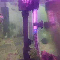 اکواریوم|ماهی|محمدشهر, محمدشهر|دیوار