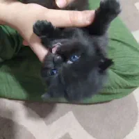 گربه پرشین اسکاتیش