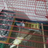 مرغ عشق پروانه ای|پرنده|اهواز, کوروش|دیوار