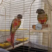 طوطی گیرینچیک