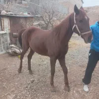 اسب مادیون باکره قاطره اروم سواری|اسب و تجهیزات اسب‌سواری|کرج, کمال‌شهر|دیوار