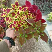 گل آپارتمانی و باغچه ای