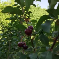 ویلا. باغ کشاورزی