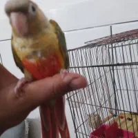 گرینچک|پرنده|بندرعباس, |دیوار