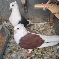 کبوتردوکت پشتی وطوق شازده