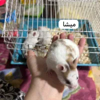 تعدادی همستر زیبا و باهوش|موش و خرگوش|تهران, حبیب الله|دیوار