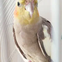 دو عدد پرنده عروس هلندی|پرنده|رشت, کوی مهر|دیوار