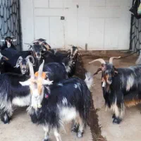 بز ترکی بختیاری