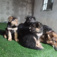 توله سگ ژرمن|سگ|رشت, گلزاران|دیوار