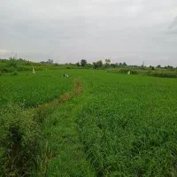 زمین برنج کاری