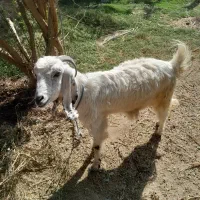 فروش 2عددگوسفندابستن