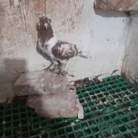 چیتی وقرمز|پرنده|اردبیل, |دیوار