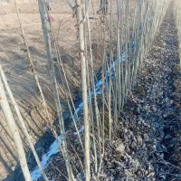 موجود نهال زود رس و دیررس|خدمات باغبانی و درختکاری|سنندج, |دیوار