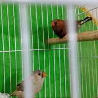 فنچ بلک بادی با تخم و لپ سیاه کینگ