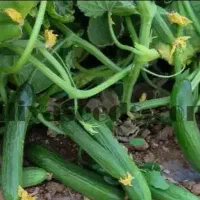 اکیب خیار گوجه و..
